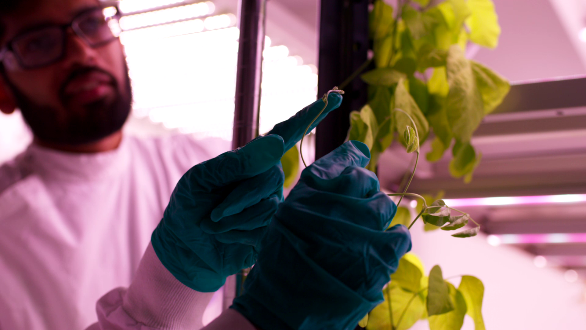 Growth Agriculture research scientist examining plant specimens